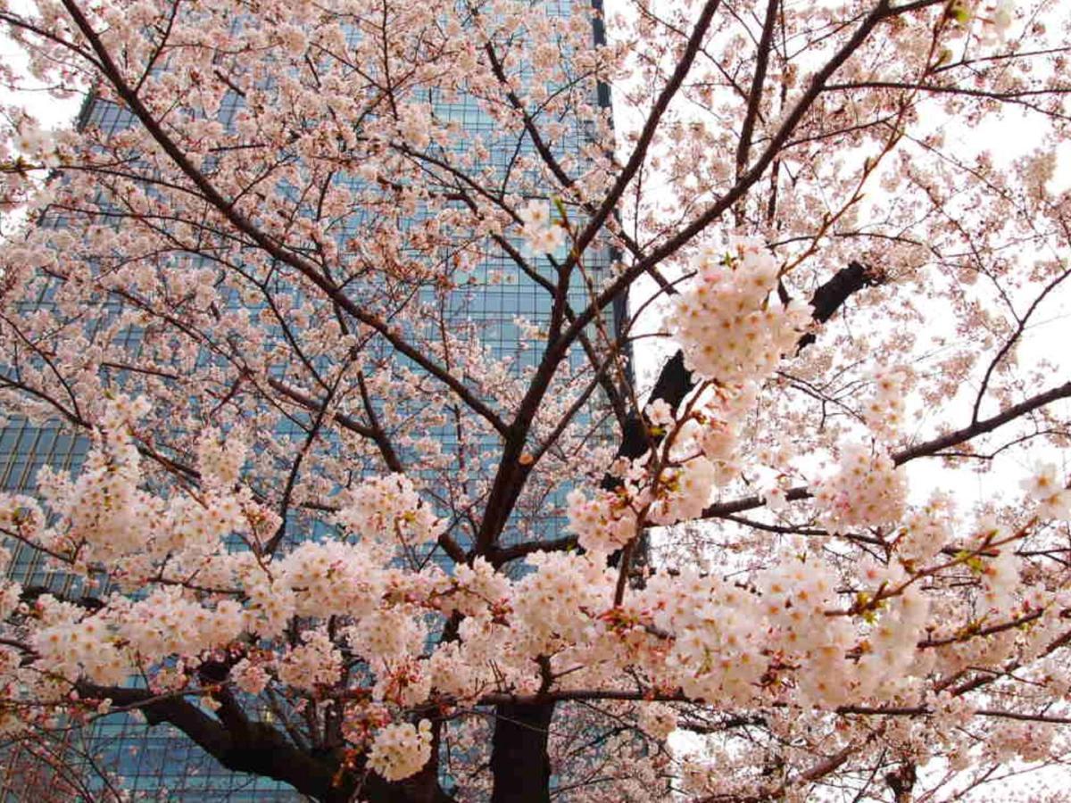 Apa Roppongi Itchome Ekimae Economisch hotel 3*